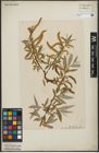 Foto von Salix alba L.